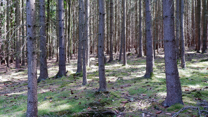 Smrková monokultura mnoho živočichů nehostí.