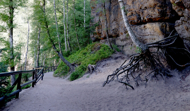 Pískovcové podloží velmi dobře propouští vodu, velmi rychle tedy i vysychá.
