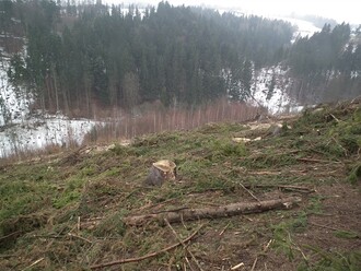 Úmyslná těžba, účelově uváděná jako nahodilá z důvodu napadení kůrovcem a poškození větrem.