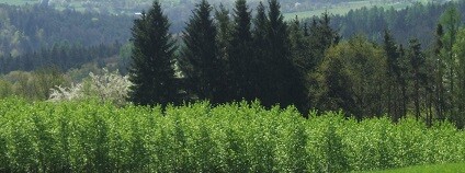 Foto: Miroslav Hruška Tisem / archiv autora