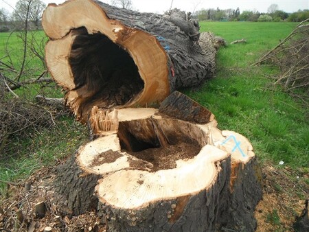 ŘSD nechalo v dubnu 2018 mimo rozsah vydaných povolení pokácet dvě lípy a dále sedm dřevin, které byly biotopem zvláště chráněných druhů živočichů, páchníka hnědého a kovaříka rezavého.