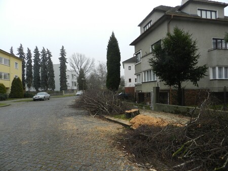 Kácení v Přerově