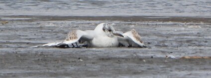 Racci chechtaví Foto: Jiří Šafránek / Moravský ornitologický spolek