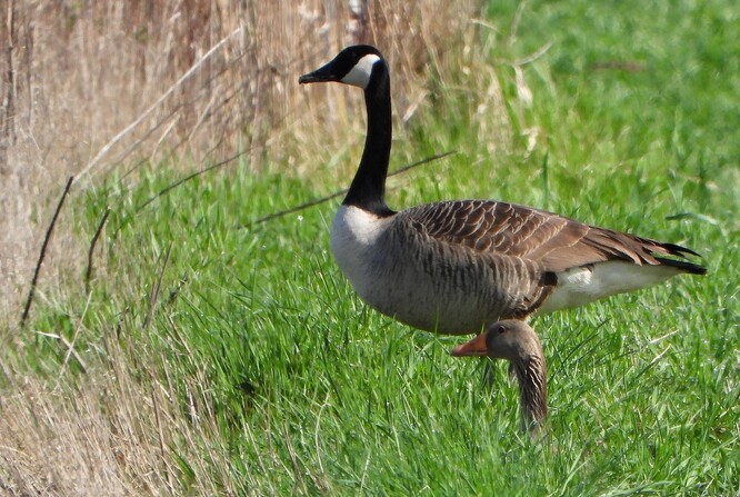 Berneška velká a husa velká.
