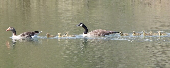Berneška velká a husa velká.
