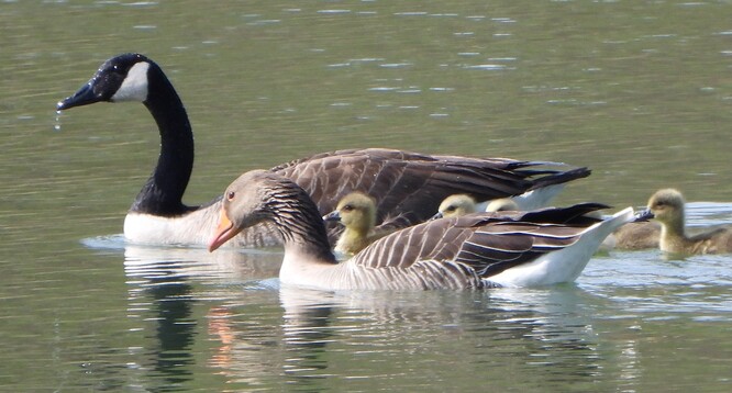 Berneška velká a husa velká. A mláďata.