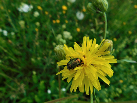 Poblíž českobudějovického Výstaviště se zkouší tzv. mozaiková seč.