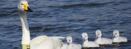 foto:  MORAVSKÝ ORNITOLOGICKÝ SPOLEK – středomoravská pobočka České společnosti ornitologické (MOS) / mos-cso.cz