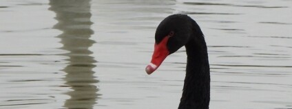 Foto: Jiří Šafránek / Moravský ornitologický spolek