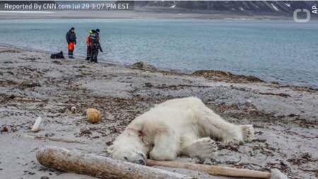 Incident, který měl za následek smrt ledního medvěda (na snímku), vyvolal o víkendu na sociálních sítích vlnu kritiky, která směřovala na adresu členů medvědí hlídky, německé cestovní kanceláře Hapag Lloyd Cruises, která cestu na Špicberky zorganizovala, i samotných turistů.