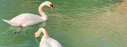 foto:  Kaveri / twitter.com