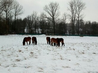 Koně pasoucí se na Josefovských loukách.