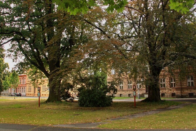 Památný dub a buk na Náměstí míru v Krnově.