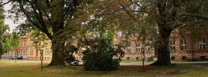 Památný dub a buk na Náměstí míru v Krnově. Foto: Tadeáš Bednarz Wikimedia Commons