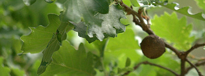 Dub šípák Foto: Manuel / Flickr.com