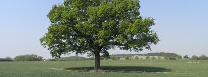 Dub v polích mezi Točnou a Cholupicemi Foto: Aleš Rudl