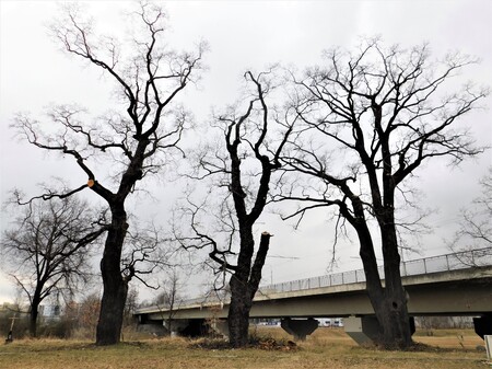Staré duby u Voříškova dvora v Českých Budějovicích prošly odborným prořezáním, které zajistilo jejich provozní bezpečnost a zároveň je uchovalo jako biotop pro páchníka hnědého a další ohrožené druhy.