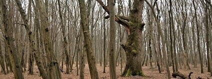 Foto: Lukáš Čížek