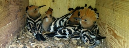 foto: Zoo Brno a stanice zájmových činností