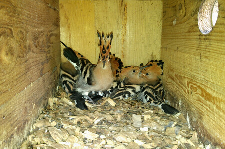 V jedné z budek (dudníků) i letos zahnízdil pár dudků a vyvedl mláďata (na obrázku).