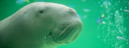 Dugong Foto: Jin Kemoole Flickr