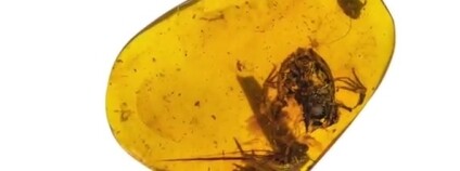 foto: GeoBeats News / youtube.com