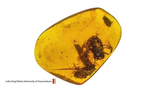 Žáby žily podle přírodovědců už asi před 200 miliony let. Jelikož byly ale tehdy velmi malinké, nezachovaly se ostatky, které by šly tak dobře zkoumat jako ty v jantaru (na obrázku). Těch bylo ale zatím nalezeno jen velmi málo.