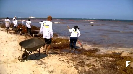 Některé turisticky nejvytíženější mexické pláže u Karibského moře trpí přemnožením mořských chaluh, které barví jinak průzračně modrou vodu do hněda a při rozkladu zapáchají jako zkažená vejce.