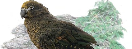 foto: RNZ / youtube.com