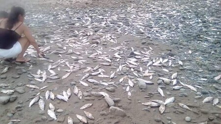 Ryby uhynulé kvůli poklesu hladiny.