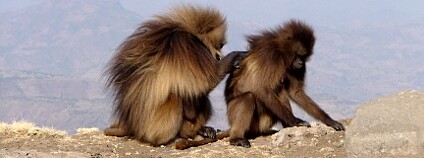 Dželady (Theropithecus gelada) v národním parku Simienské hory v Etiopii. Foto: Ondřej Žváček/Wikimedia Commons