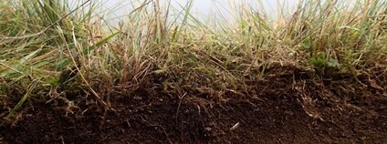 Půda druhově bohatého trávníku si pamatuje, ale ne příliš dobře Foto: Eliška Kuťáková