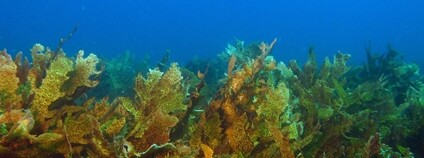 Řasa Ecklonia radiata Foto: Richard Ling Flickr