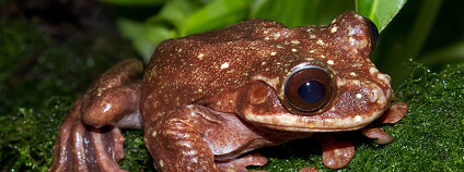 Brian Gratwicke Flickr.com