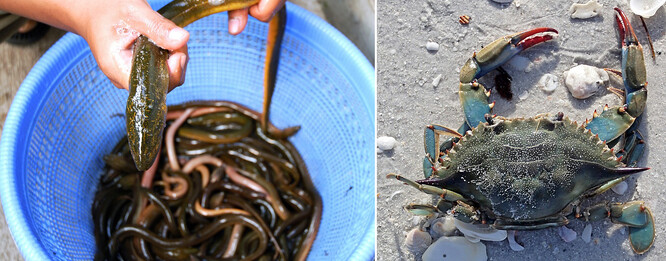 Populace úhoře podle odborníků v posledních desetiletích postupně klesala kvůli rozšiřování zemědělství, ale zdá se, že jí krab modrý zasadil velkou, ne-li poslední ránu.