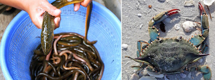 Foto: Flickr/Pixabay