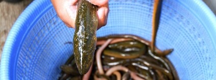 foto: PENEBAR / Pixabay