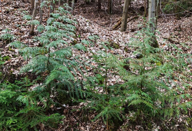 Přirozená obnova zeravu obrovského na LS Vítkov (revír Dubová).