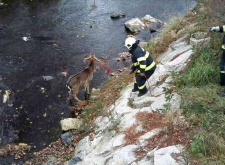 Daněk podle Balážové nejprve kličkoval mezi auty a po nějaké době se rozhodl najít klid v nedalekém potoce, do kterého skočil. Z potoka jej za pomocí lan vytáhli hasiči, kteří na místo přijeli pomoci městské policii.