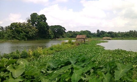 Mokřiny a bažiny tu byly od nepaměti a jejich přítomnosti se rozhodli před sto lety využít i koloniální správci.