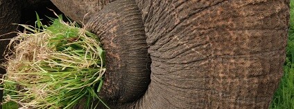 foto: MrsBrown / pixabay.com