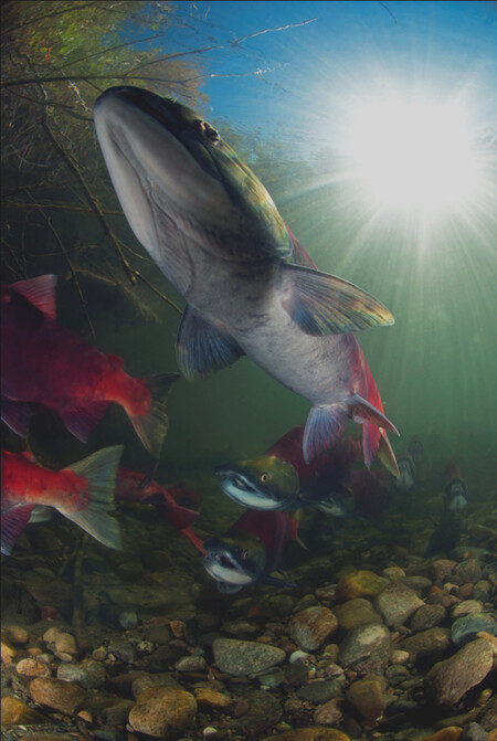 Lososi táhnou kanadskou Fraser River.