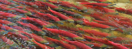 Tah lososů. Foto: Matt Casselman/Science/AAAS