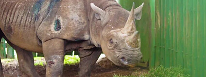 foto: NP Ngorongoro / twitter.com