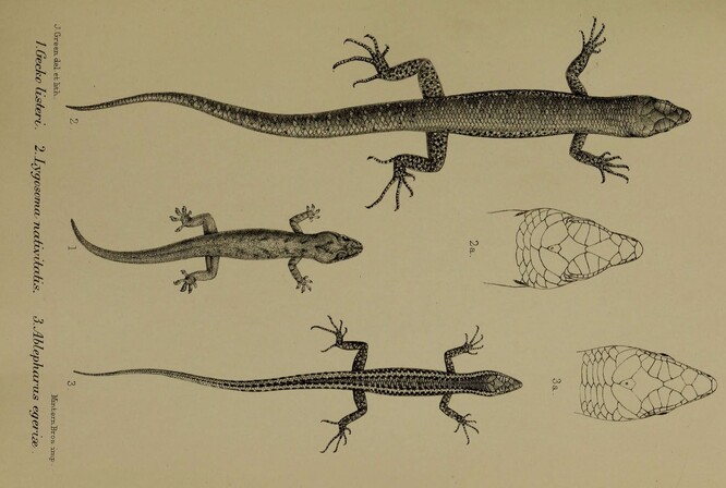 Druh Emoia nativitatis (na obrázku uprostřed) zmizel bez křiku a povyku - jeho vyhynutí bylo stejně tiché jako každodenní život.