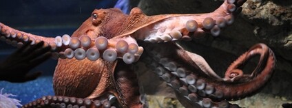 Foto: Azchael / Flickr