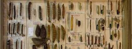 200 let staří motýli. foto:MZM