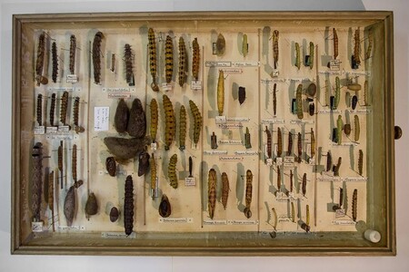 200 let staří motýli