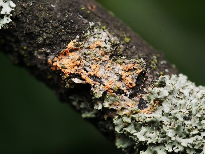 Lišejník Erythricium aurantiacum.