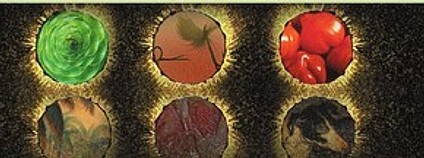 Obálka knihy Stanislava Komárka Eseje o přírodě, biologii a jiných nepravostech. Foto: Academia